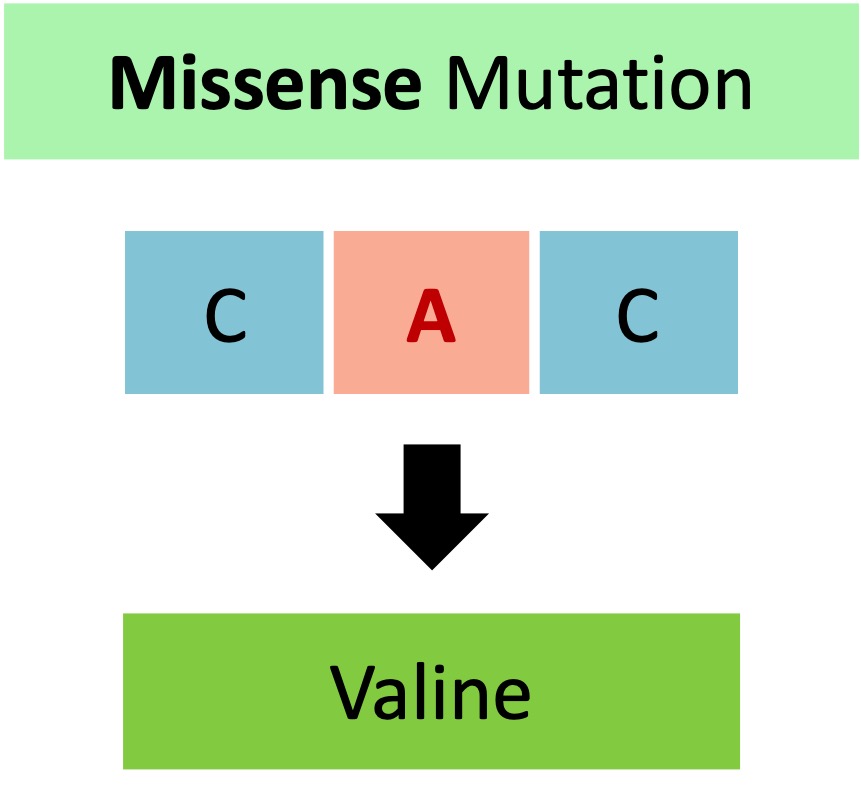 Types of Mutations